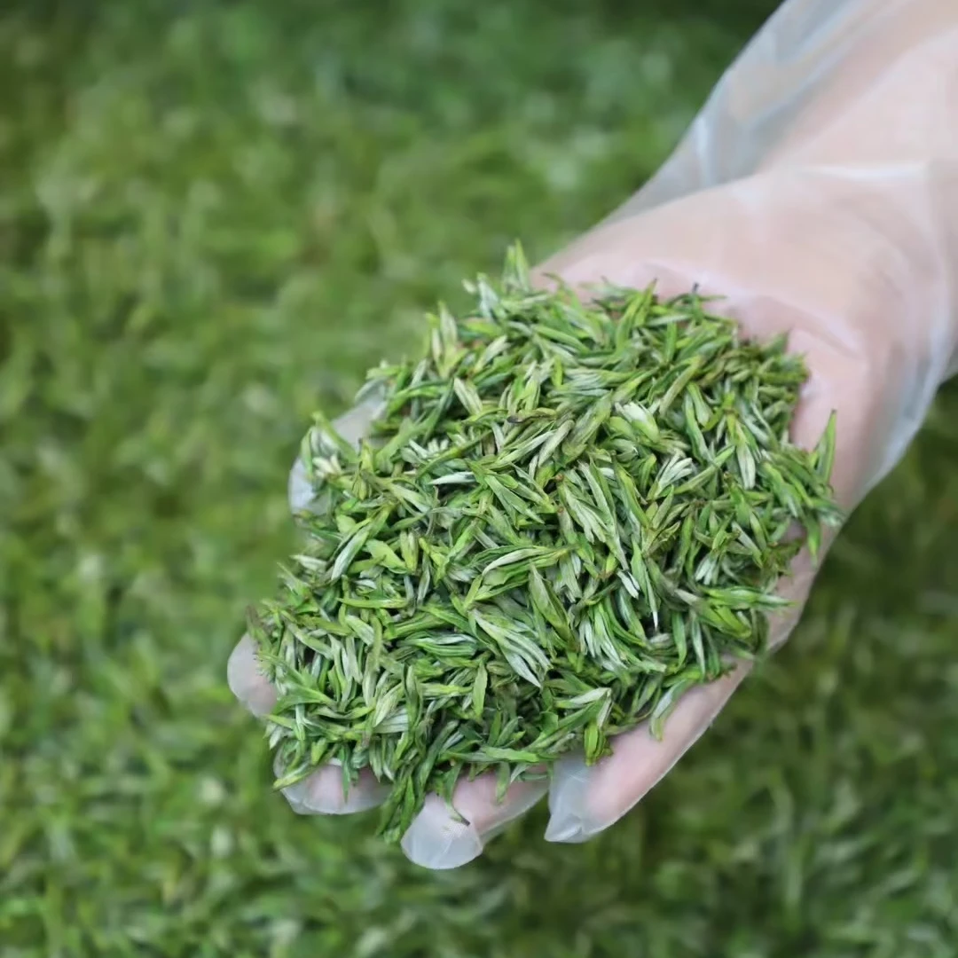 2025年新茶头采红旗一号毛峰浓香耐泡