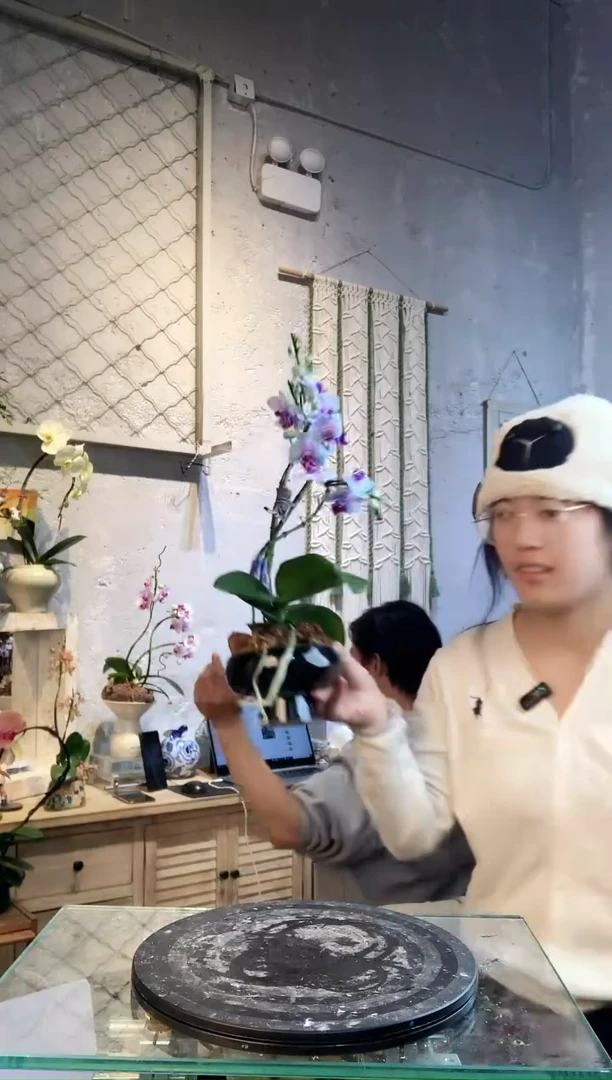 大部分花苞少量开放215蝴蝶兰一物一拍