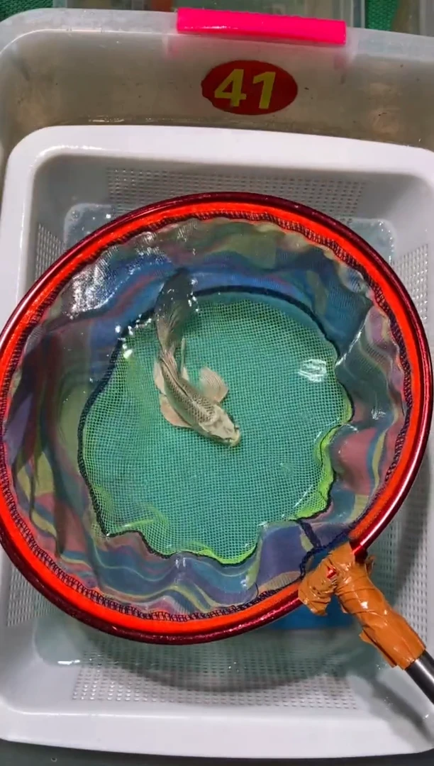 锦鲤微瑕 锦鲤蝴蝶鲤鱼拍开箱视频包售后