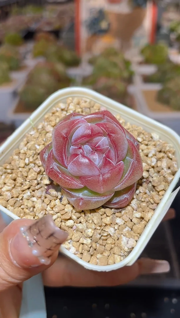 【闪购商品】304珍妮多肉