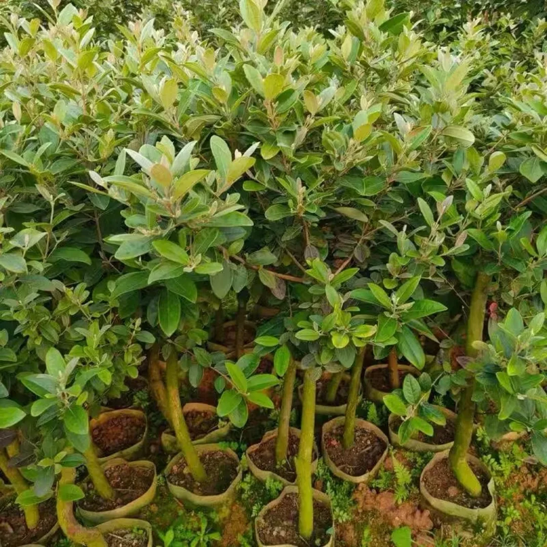 一物一拍桃金娘果苗山稔子苗捻子苗盆栽地栽带土带叶