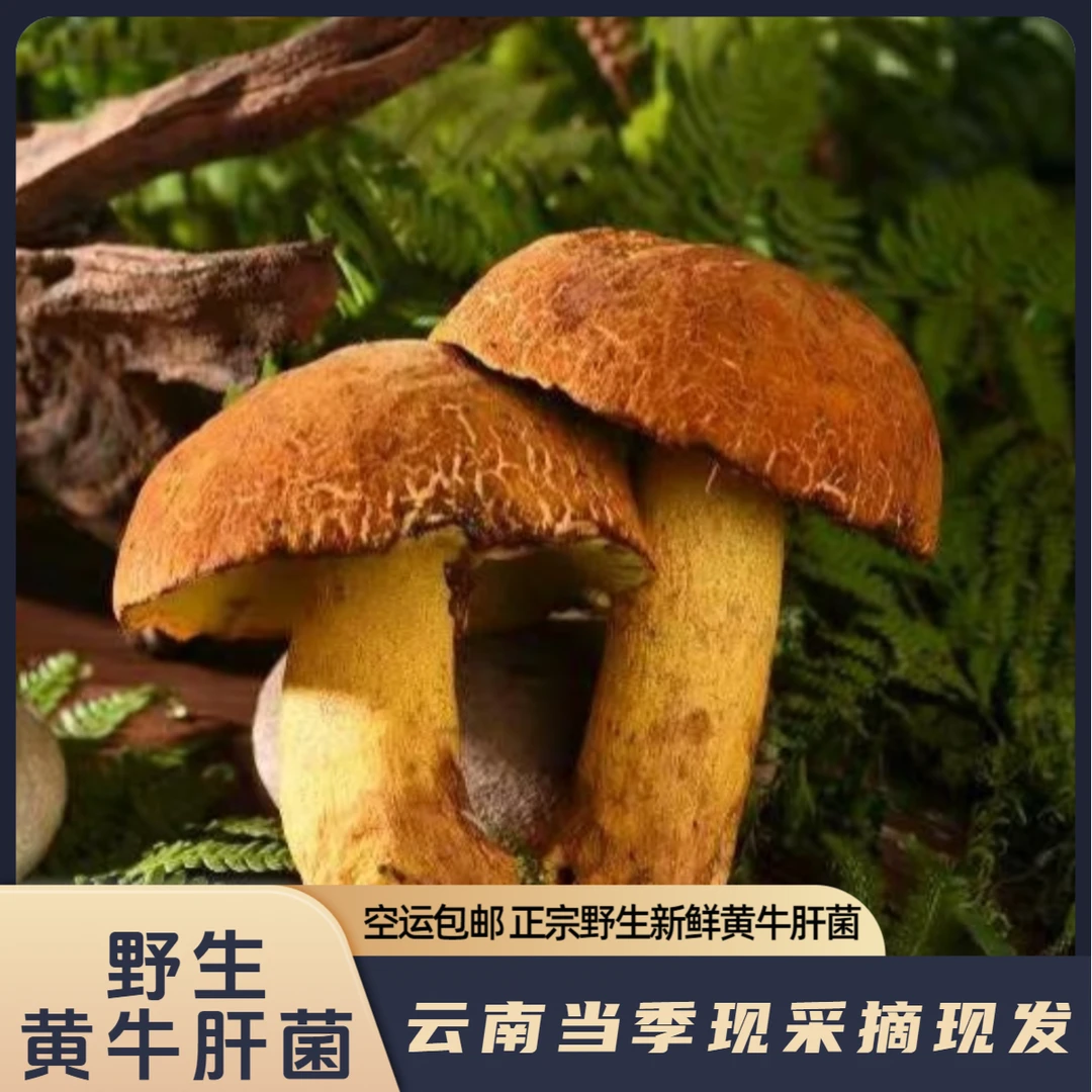 【云南新鲜野生黄牛肝菌】产地供应食用菌新鲜现采现发煲汤菌食材