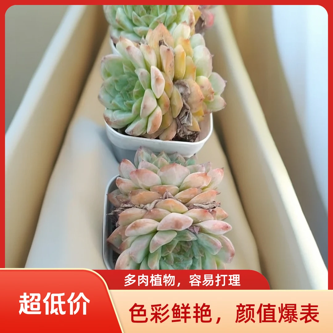 糖粉多肉植物盆栽品种好养适合办公室阳台