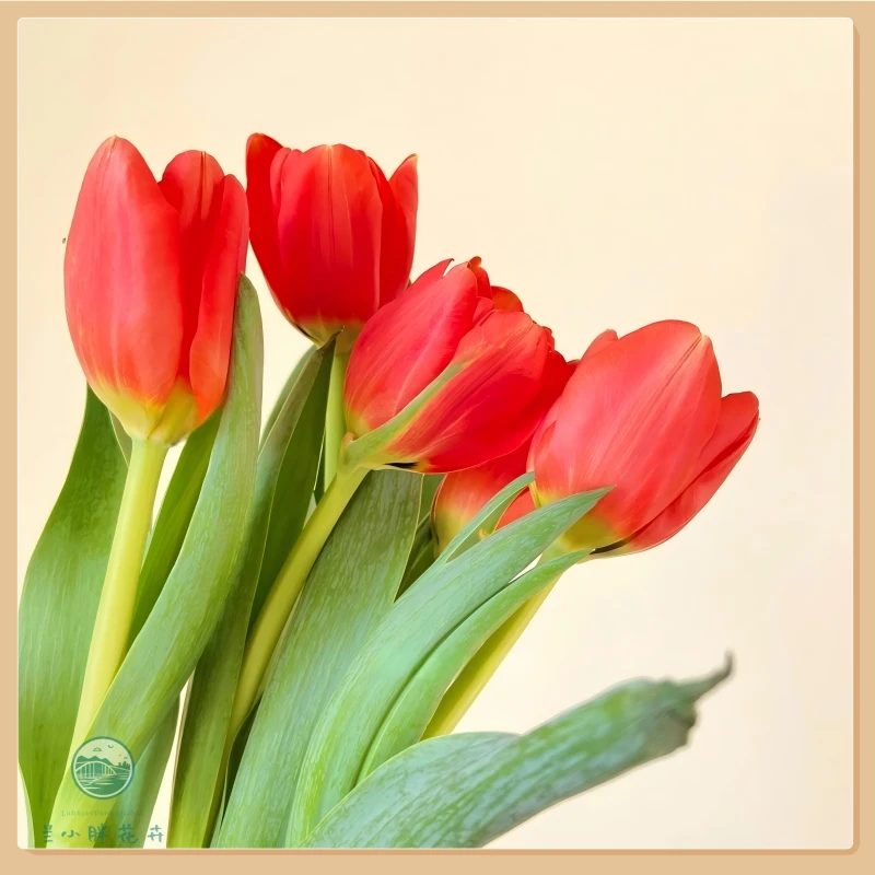 【甘肃自产】A级郁金香-挚爱（红色）10枝装 季节限定 顺丰包邮