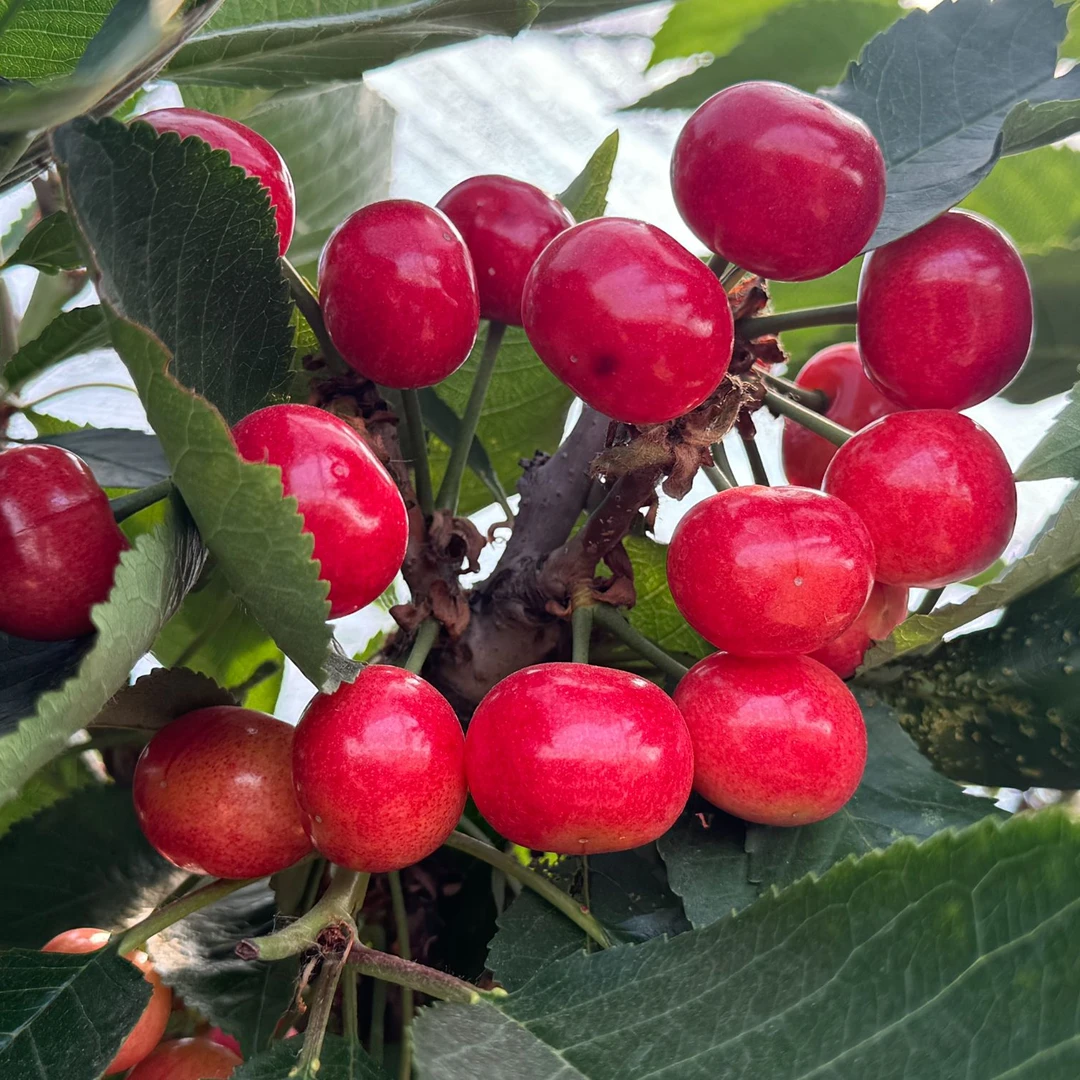 正宗大连樱桃巴托（把脱）顺丰包邮