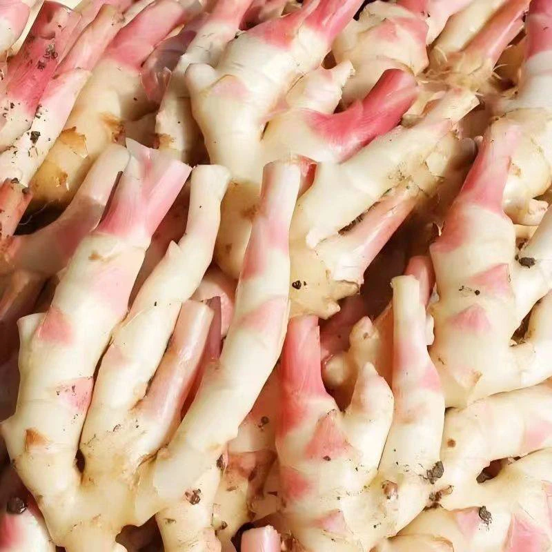 四川当季红芽嫩仔姜新鲜蔬菜嫩仔姜生姜红芽板姜仔姜