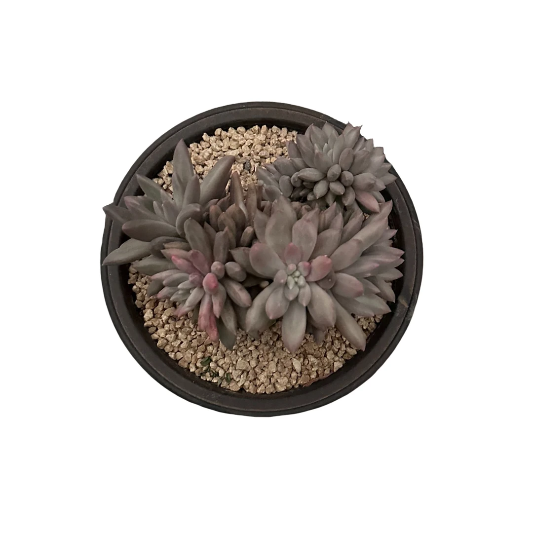 强子精品多肉 红蜻蜓缀化 多肉植物 精控精养 净化 空气