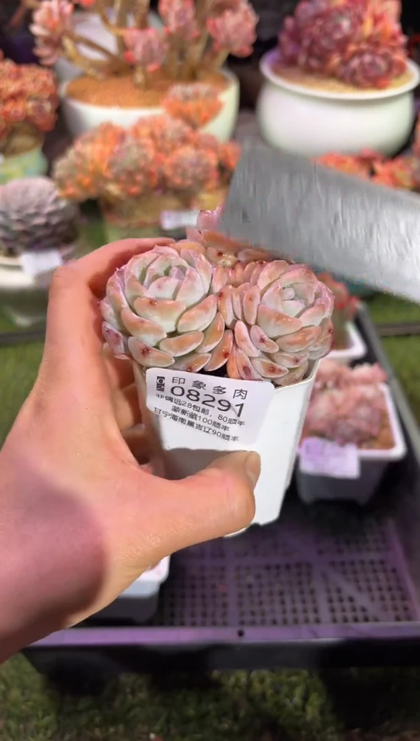 【闪购商品】08291