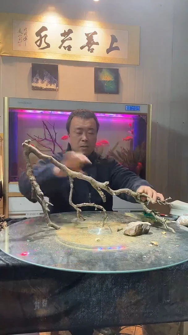 直播间26号黄栎木一体成景