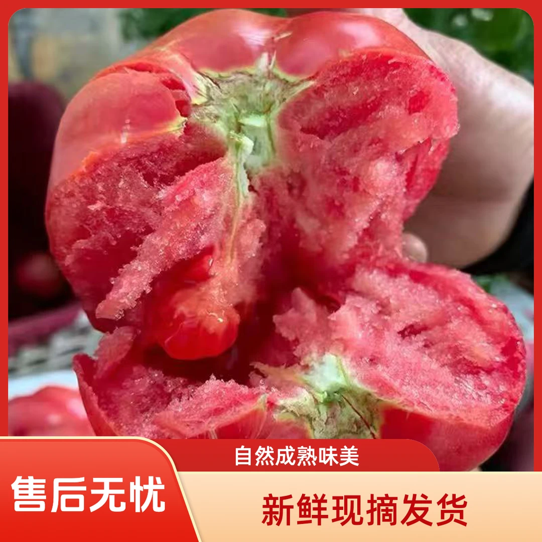 2025云南高山柿子西红柿番茄农家老品种水果柿子露天纯天然老式