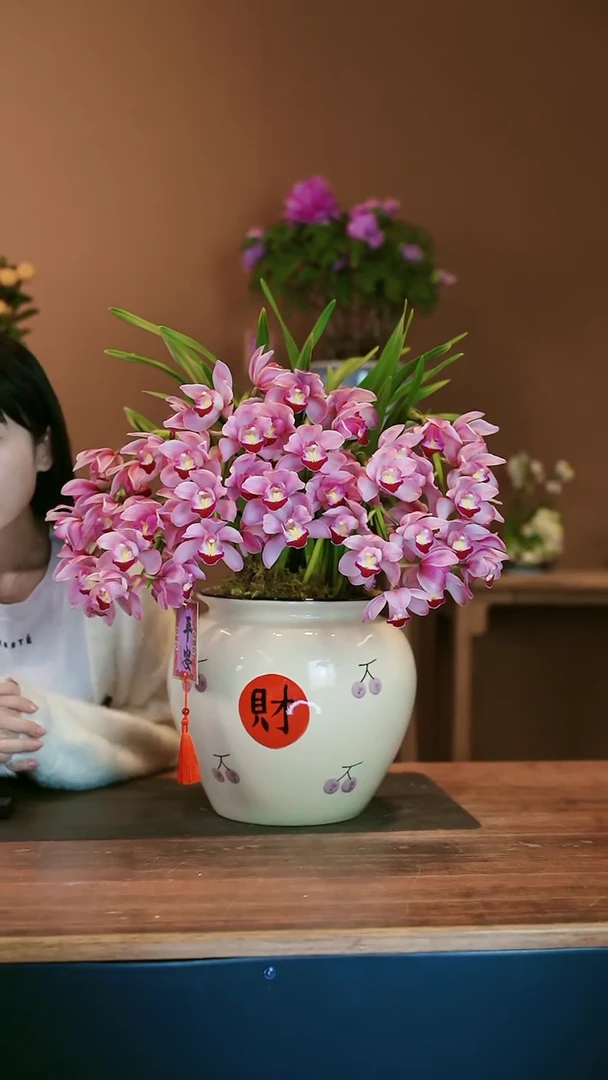 【闪购商品】盆景小粉拱兰 财