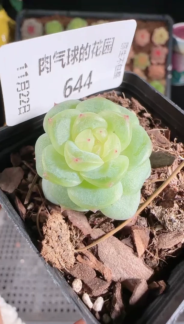 1122-644灵雨群生不包整