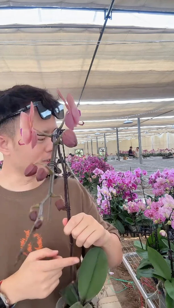 大部分花苞少量开放欣欣向荣 蝴蝶兰 一颗装