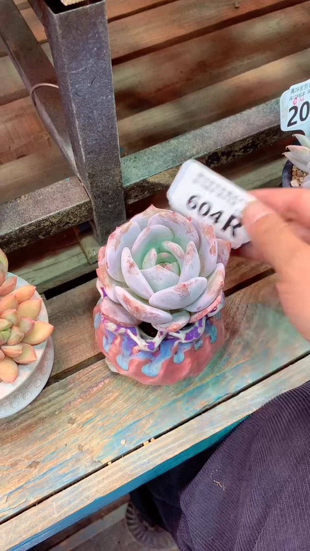 604R(一物一拍实付满28发货，默认不带盆土）