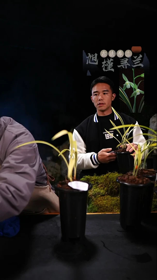 当前无花栽培后可以开花京*鱼魫大贡呈祥艺（子母两苗）内部价