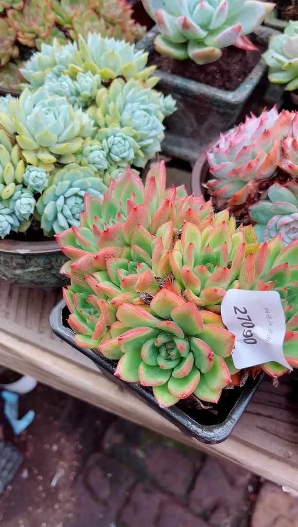 路***挽27090多肉植物一物一拍