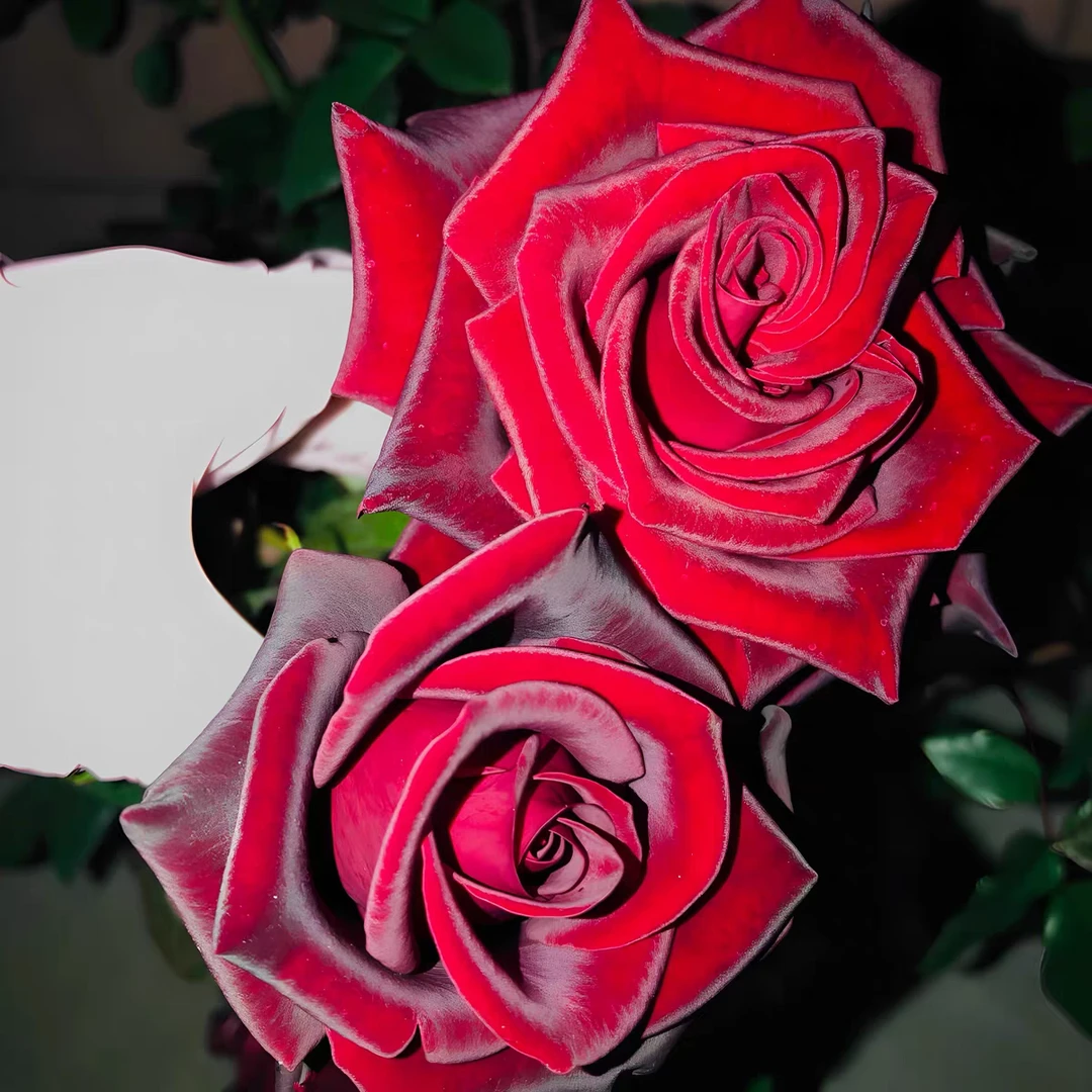 大花浓香红丝绒树桩月季棒棒糖室内室外盆栽地栽种植