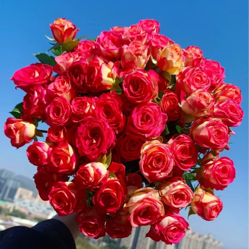 【美好假日】爱丽丝多头玫瑰10支