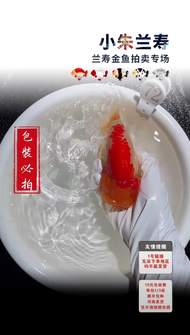 金鱼包装必拍未拍顺丰到付72号