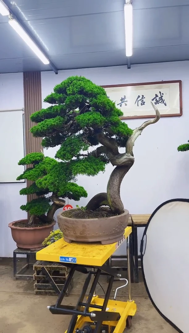 无花朵万*0000000