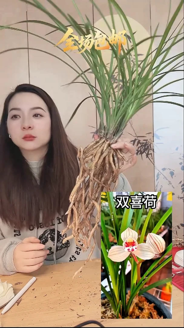 当前无花栽培后可以开花：双喜荷
