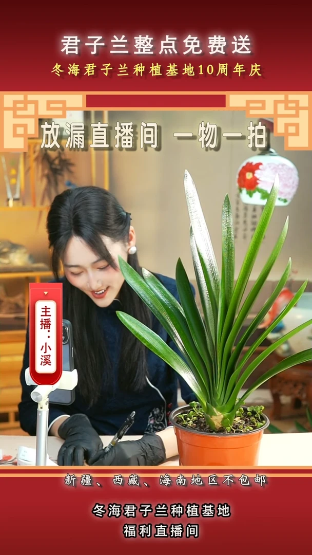 当前无花朵，栽培后可花朵发*?君子兰