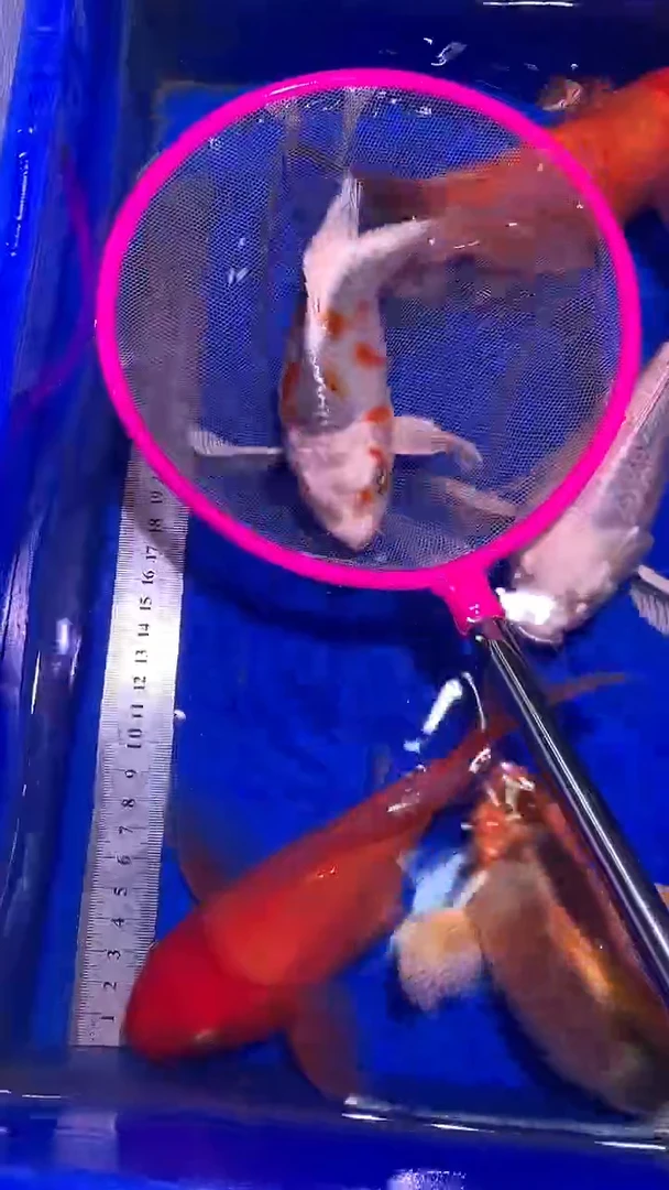 蝴蝶鲤鱼蝴蝶鲤直播选鱼专用链接 凭开箱视频售后
