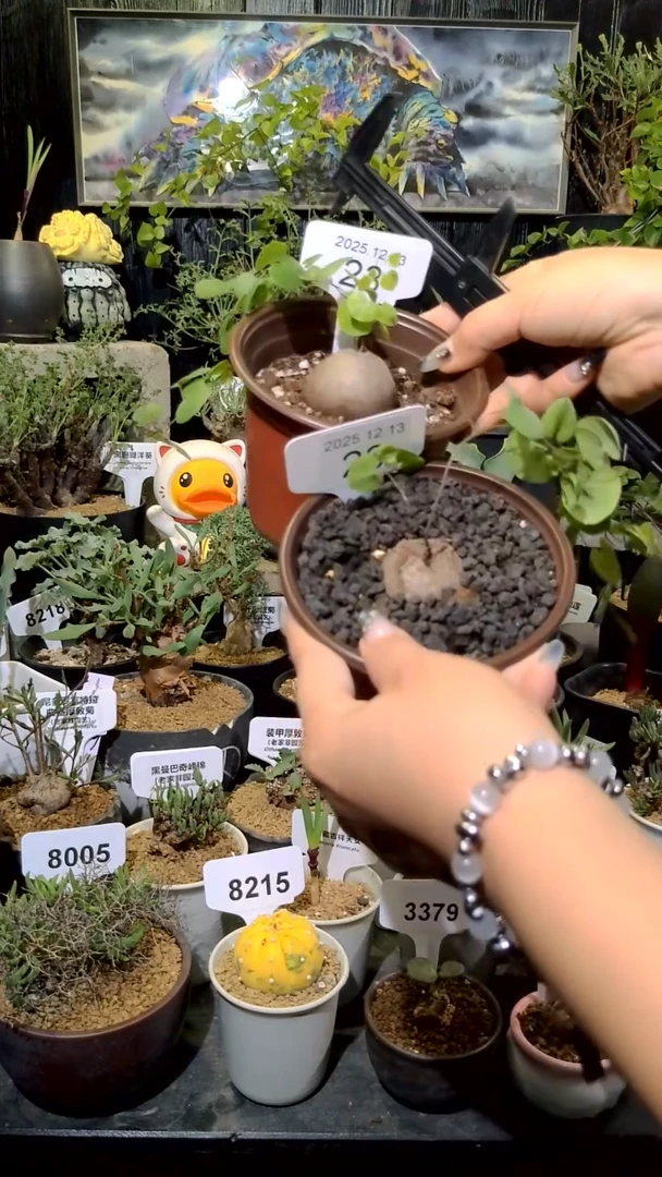 23号1214福利南非龟甲龙买一送一