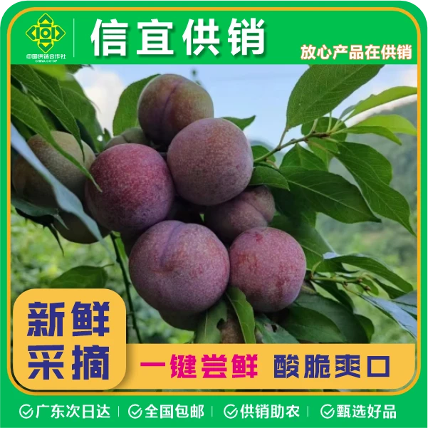 (大果福利) 钱排三华李 信宜李新鲜采摘全国包邮