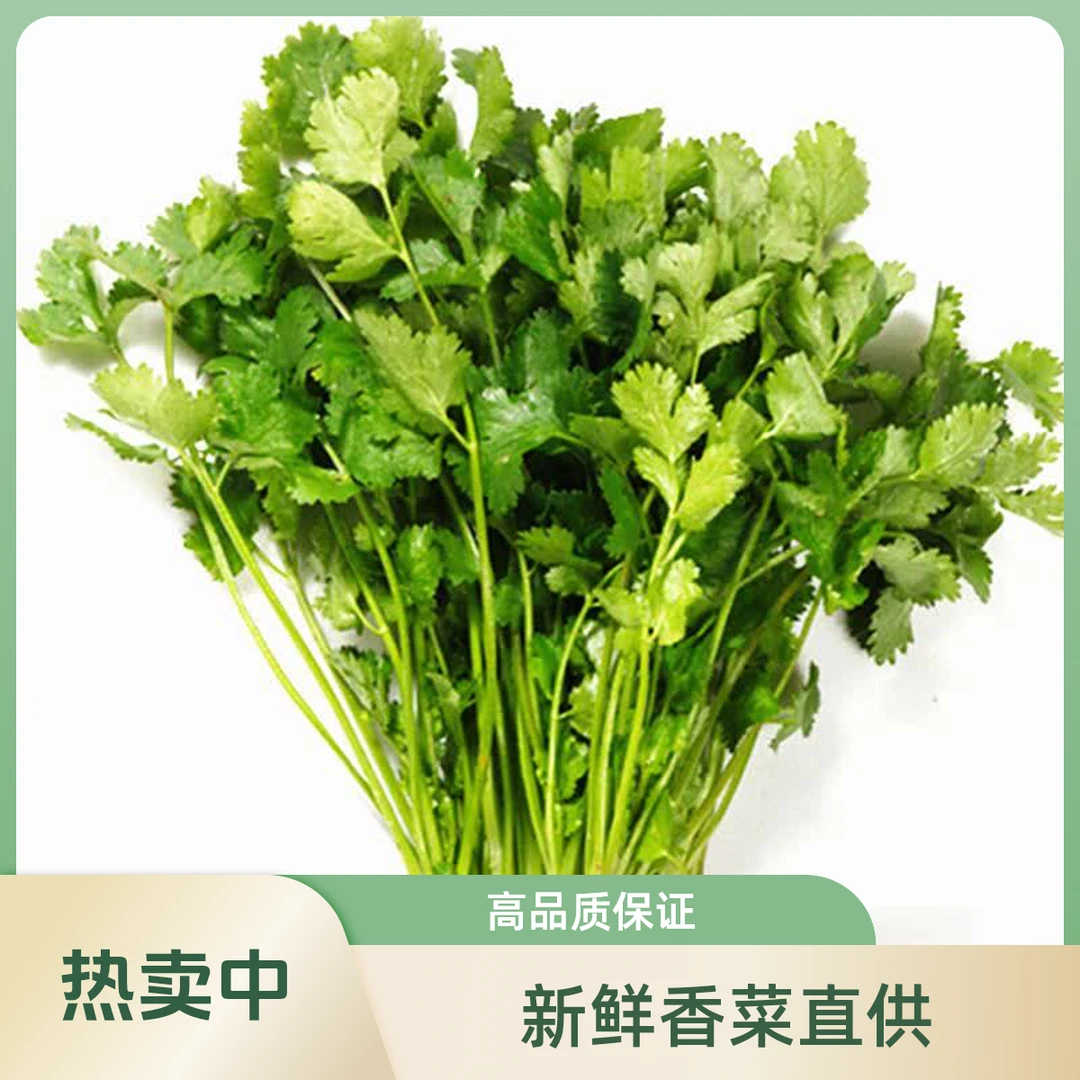 【热卖】香菜 | 约30g