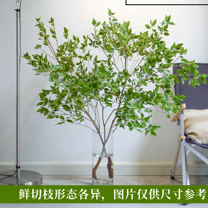 雀舌杜鹃水培绿植物鲜切枝条办公桌面室内客厅装饰吊钟平替马醉木