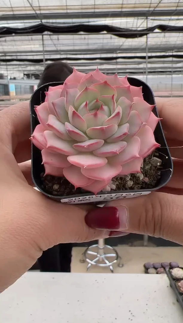 【闪购商品】新款多肉-58