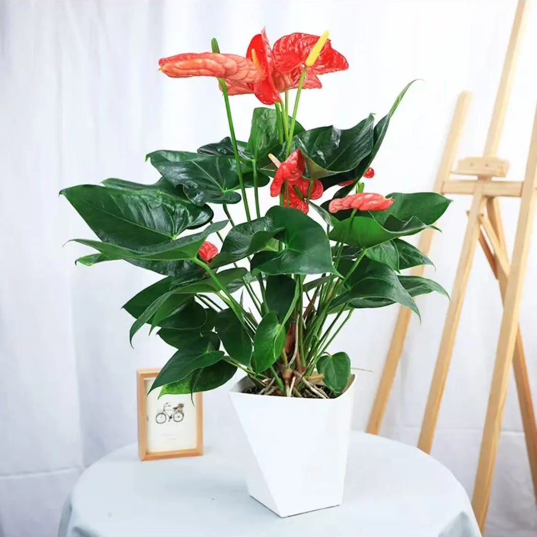 室内红掌盆栽带花绿色植物盆栽水培好养大盆粉掌白掌一帆风顺盆栽