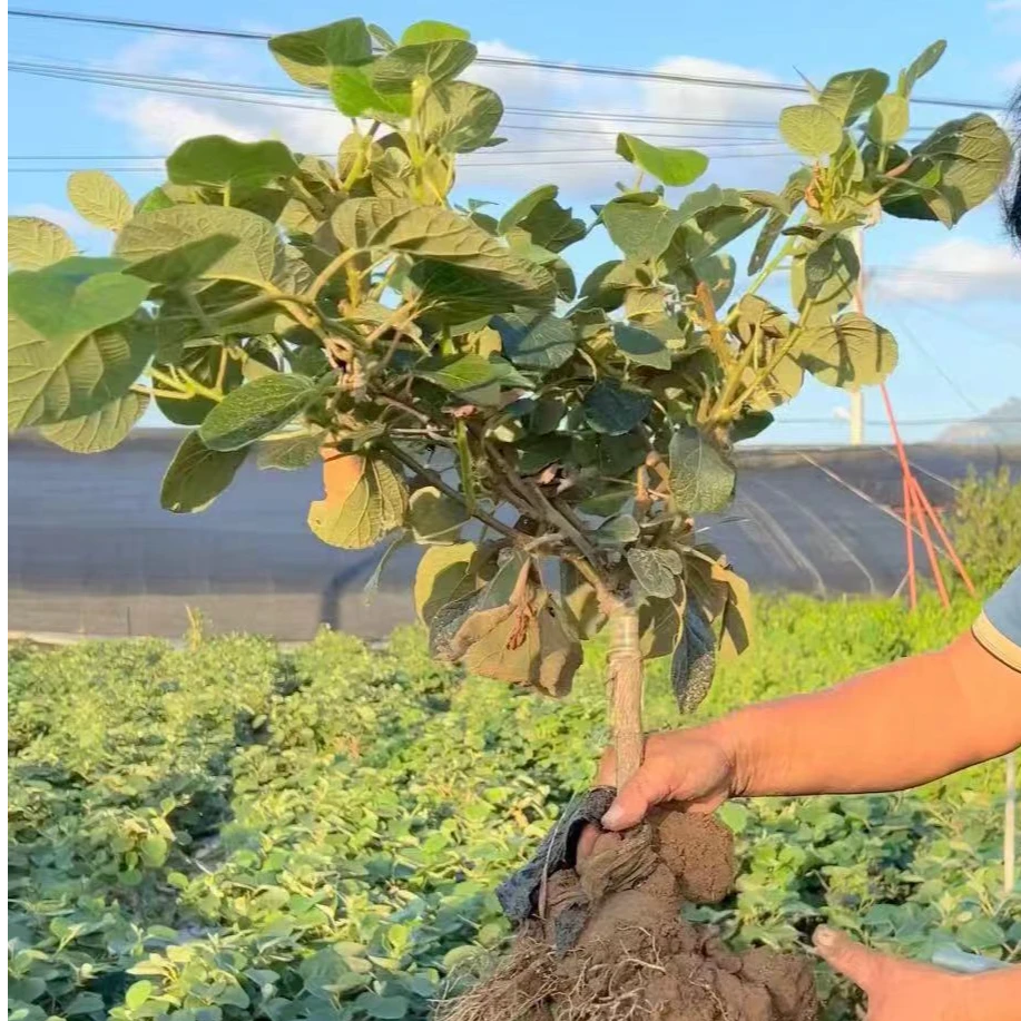 猕猴桃树苗嫁接红心黄心绿心猕猴桃树苗当年结果南北方种植