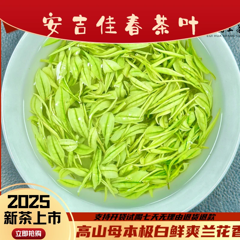 【佳春茶叶 招牌高山白茶A2】2025鲜爽安吉明前高山白茶 馥郁花香