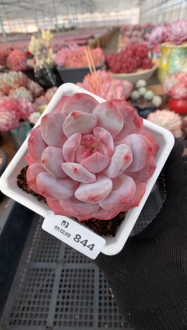 844紫皮橙多肉植物一物一拍