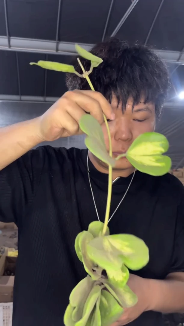 2颗 心叶球兰 内锦【带根】