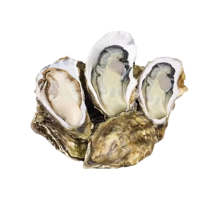 新鲜 生蚝  4 斤左右