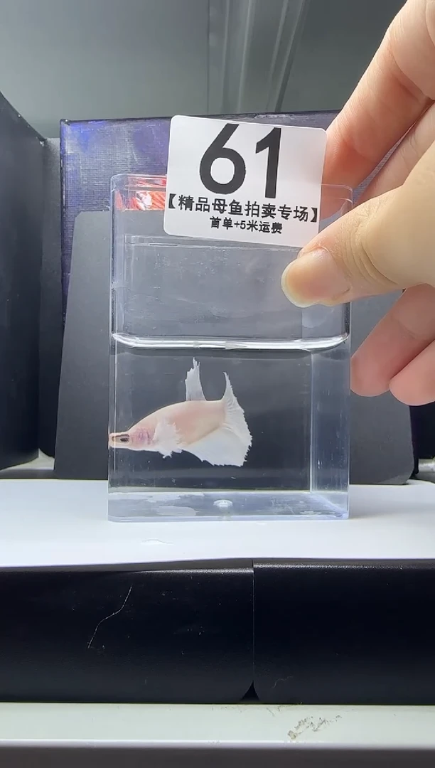 斗鱼母鱼编号：61