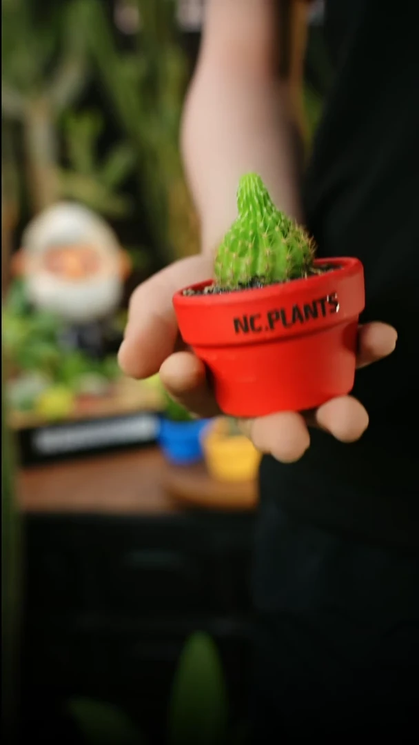 无花朵荧光球（福利