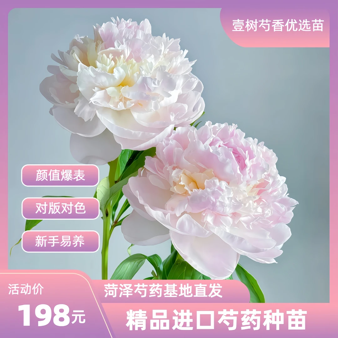 【进口芍药佛罗伦萨】种苗源头直发保对版盆栽庭院阳台办公室易活