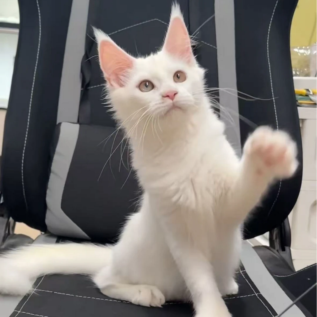 俄系纯白缅因妹妹宠物猫幼猫