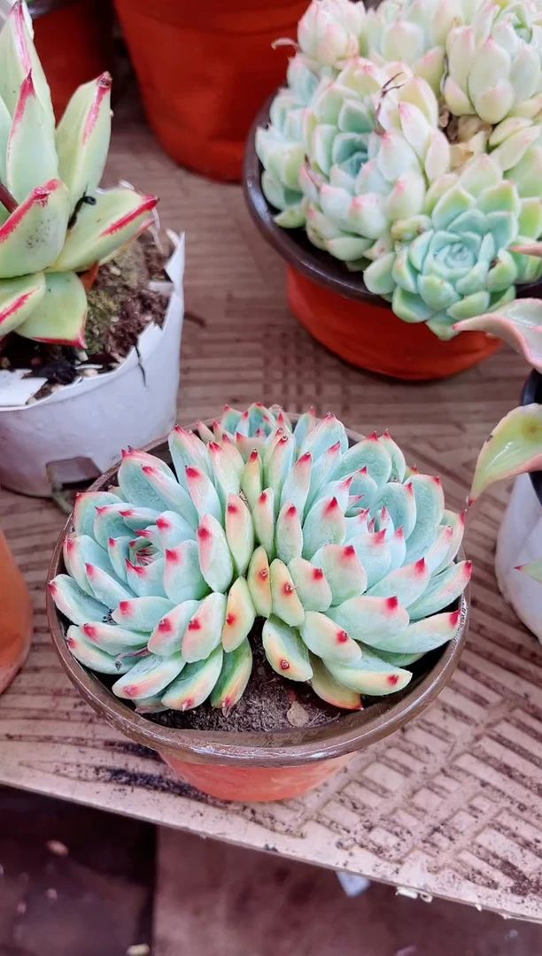 一**莉12025多肉植物一物一拍吧