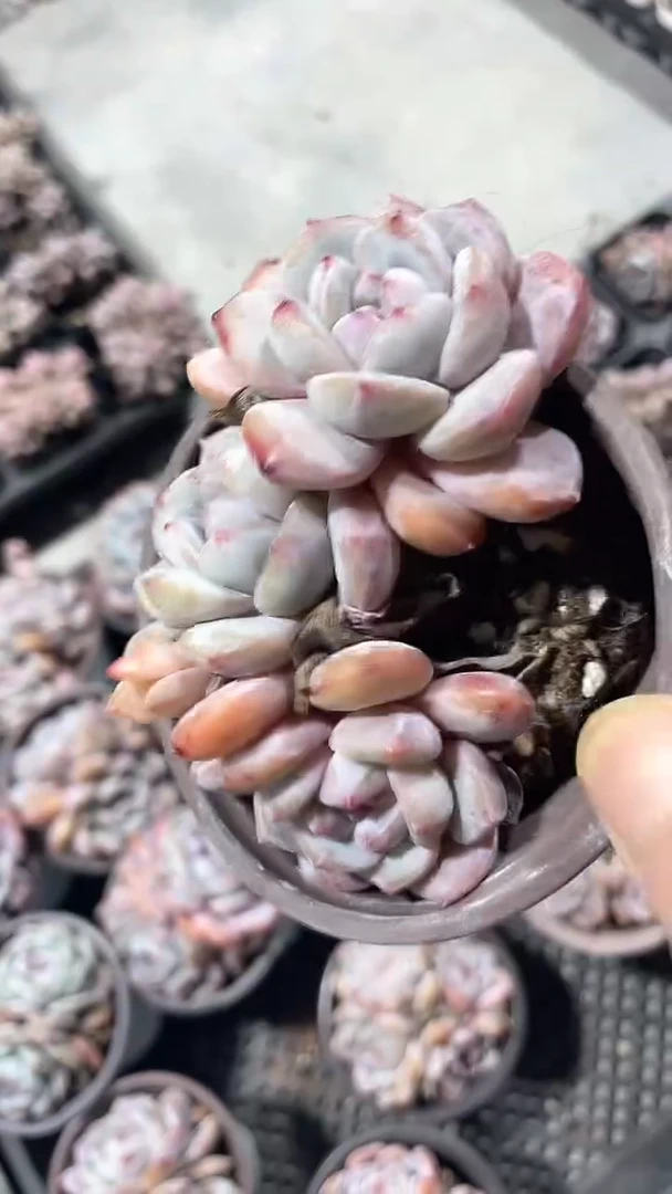 【闪购商品】90盆石榴籽星影三头多肉