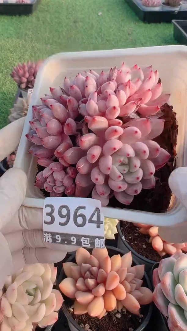 【闪购商品】信福多肉一物一拍