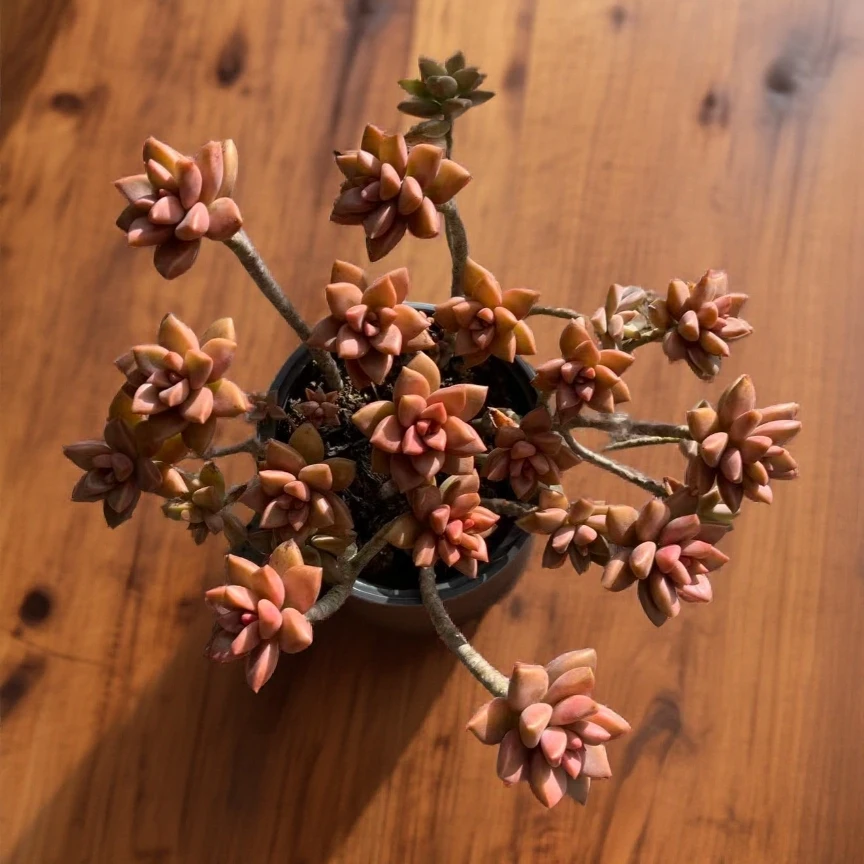 姬胧月带盆老桩整桩无砍高品质好养耐寒耐高温美观