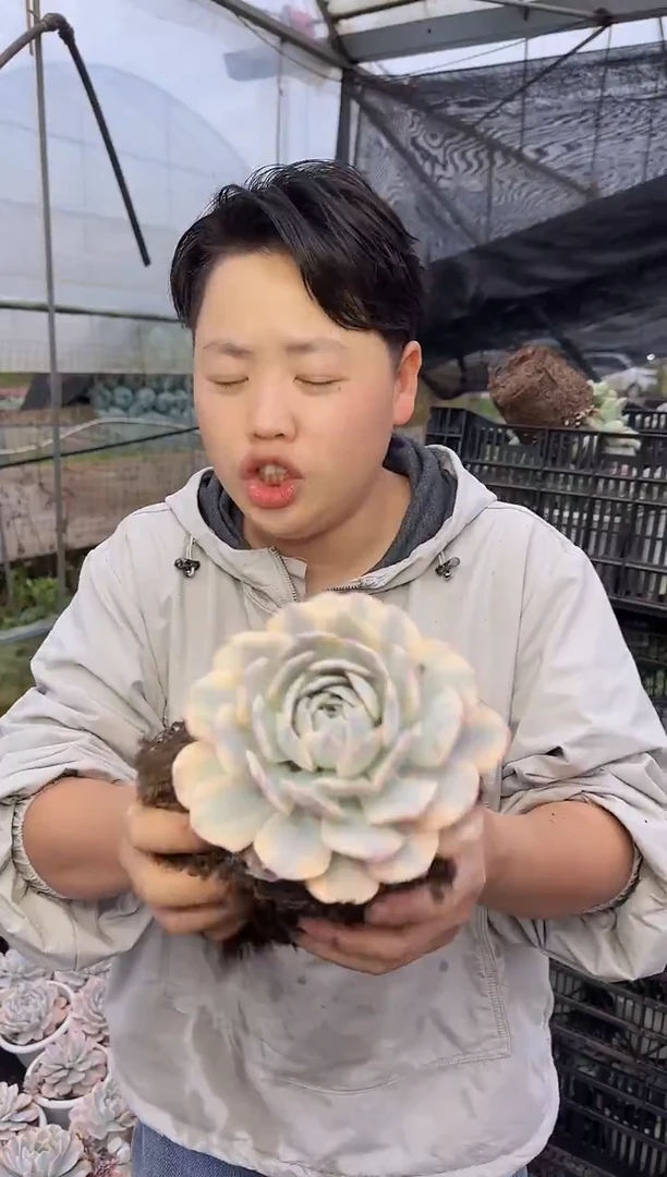 （1叶片起）单头鲁氏锦7.88