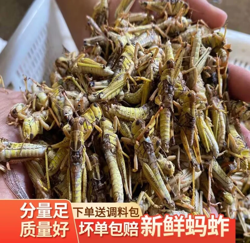 山东特产新鲜冷冻蚂蚱 蚱蜢 纯公蚂蚱去翅膀  东亚飞蝗  食用昆虫