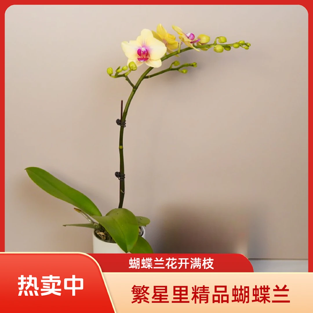 繁星里蝴蝶兰（朝日）全花开花珠发货