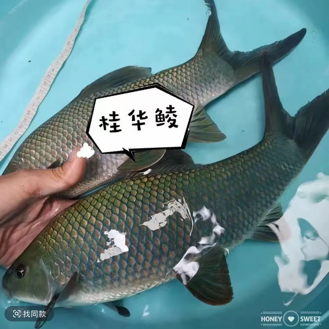 现捞现发 四川青龙棒 生态养殖 观赏水族淡水饲养